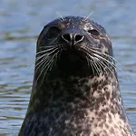 Driftwood Port Haverigg Marina Village