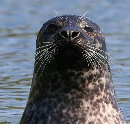 Driftwood Port Haverigg Marina Village